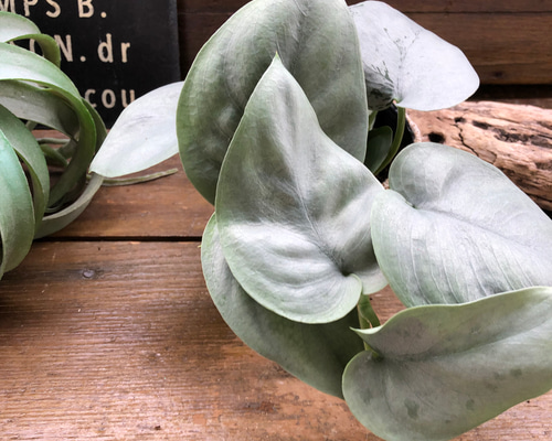 878e9b496da945e363b1c79d536675