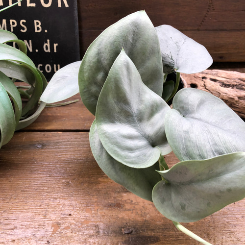オルモストシルバー♡スキンダプサス♡希少♡観葉植物 アートフラワー