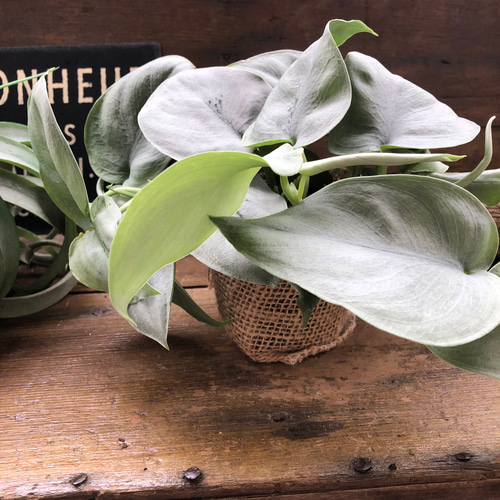 オルモストシルバー♡スキンダプサス♡希少♡観葉植物 アートフラワー