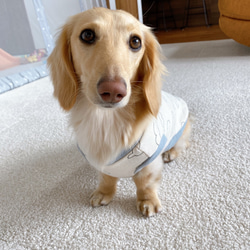 あったいトレーナー地　ダックス服　ロングサイズ　タンクトップ　わた雲柄＆ライトブルー　愛犬服　犬用タンク　犬服 9枚目の画像