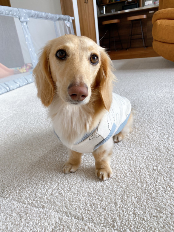 あったいトレーナー地　ダックス服　ロングサイズ　タンクトップ　わた雲柄＆ライトブルー　愛犬服　犬用タンク　犬服 9枚目の画像