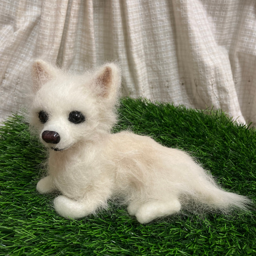 羊毛フェルト　ちわわ 受注制作 羊毛フェルトチワワ 羊毛フェルト moemo 通販 18031121