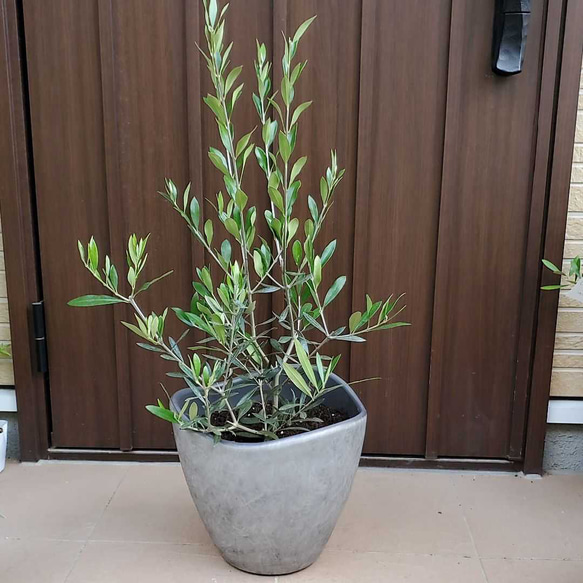 大型鉢植え　オリーブ　エルグレコ　和モダン鉢植え　苗　ウェルカムツリー 大型鉢植え オリーブ エルグレコ 和モダン鉢植え 苗 ウェルカムツリー