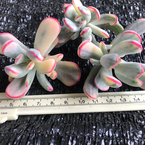 多肉植物 福娘錦 雅姫 モダンガール ぷくぷく カット苗 1苗1500円 多肉