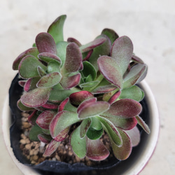 19#多肉植物アエオニウム❤️ サンデルシ— ❤️ 7頭8cm 拔き苗 日本花キ流通 多肉植物 caアエオニウム サンデルシー