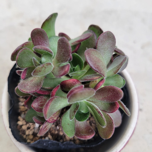 多肉植物❤アエオニウム❤アドニス サンデルシー❤抜き苗 その他