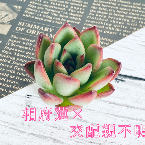 多肉弁当】カット苗セット ＋ 「何が入るかお楽しみ♫ 1苗」寄せ植え