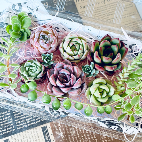 多肉弁当】カット苗セット ＋ 「何が入るかお楽しみ♫ 1苗」寄せ