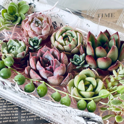 NO.153　寄せ植えセット　多肉弁当　小さめサイズ100個　エケベリア　セダム 楽天市場】【柏屋商店さん直送】送料無料 多肉弁当 多肉植物