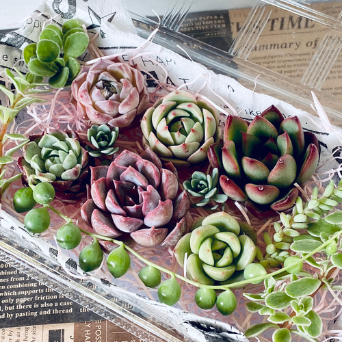 多肉弁当】カット苗セット ＋ 「何が入るかお楽しみ♫ 1苗」寄せ植え