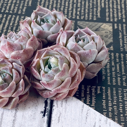 多肉弁当】カット苗セット ＋ 「何が入るかお楽しみ♫ 1苗」寄せ植え