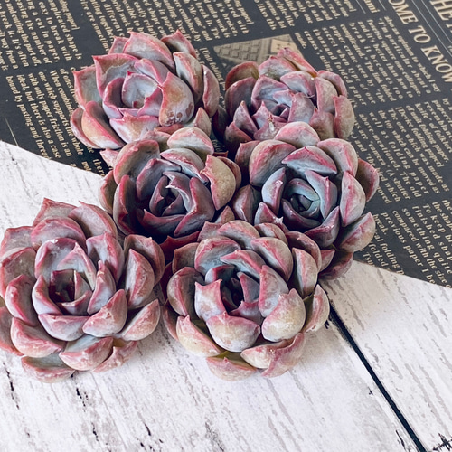 多肉弁当】カット苗セット ＋ 「何が入るかお楽しみ♫ 1苗」寄せ植え