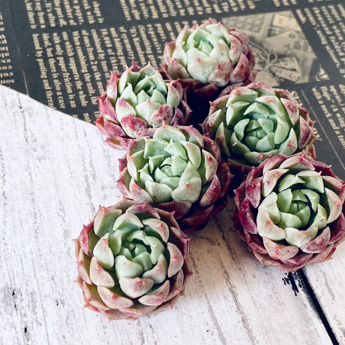 ❤︎多肉植物　カット苗　Ｊ❤︎