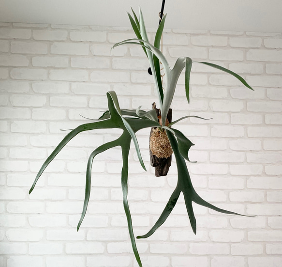 ビカクシダ コウモリラン ベイチー（ビーチー） 流木付け 観葉植物