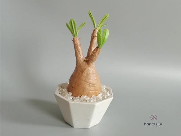 グラキリス フィギュア 樹脂粘土 グラモン 粘土 ハンドメイド