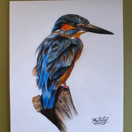 色鉛筆画 カワセミ 絵画 makochin 通販 13894807|Creema(クリーマ) 色鉛筆画 カワセミ 絵画 makochin 通販 13894807|Creema(クリーマ)