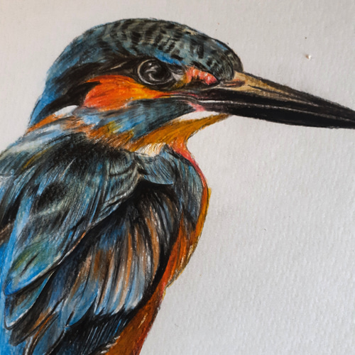 色鉛筆画 カワセミ 絵画 makochin 通販 13894807|Creema(クリーマ) 色鉛筆画 カワセミ 絵画 makochin 通販 13894807|Creema(クリーマ)