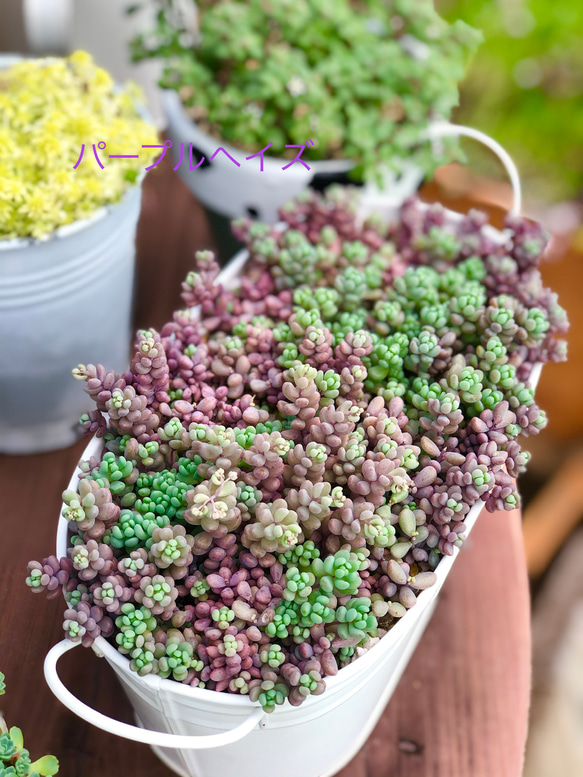 キッズ盛り合わせ♡＊多肉植物＊ 3枚目の画像