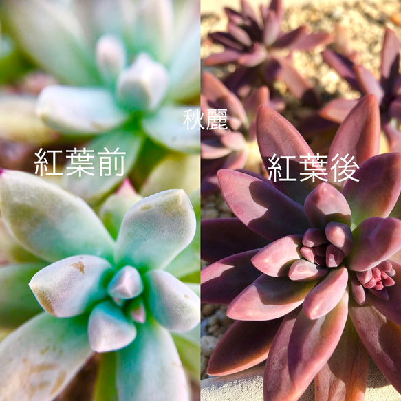 キッズ盛り合わせ♡＊多肉植物＊ 9枚目の画像