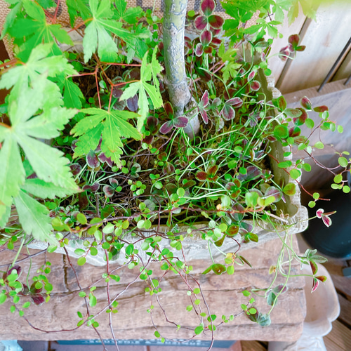 もみじ　かえで　植木　ガーデニング　直接取引　コンビニで もみじ かえで 植木 ガーデニング 直接取引 コンビニで