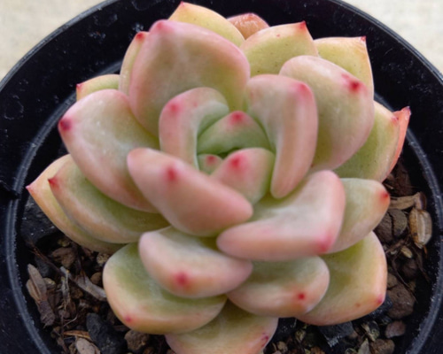 Top【選抜株】多肉植物　264009シャネル綴化　24個　鉢無し/脱土 d4807e2ee7d9e9dfc7d8252371e8df