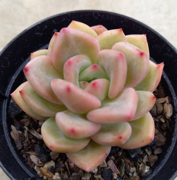 大輪❤️シャネル❤️アエオニウム　多肉植物　カット苗　寄せ植え 大輪❤️シャネル❤️アエオニウム 多肉植物 カット苗 寄せ植え
