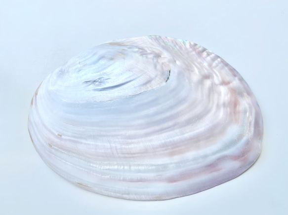 【天然淡水パール付き】浄化用 パールシェル イケチョウ貝皿 2枚目の画像