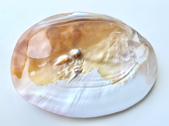 【天然淡水パール付き】浄化用 パールシェル イケチョウ貝皿 1枚目の画像