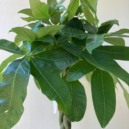 あみあみパキラ 8号 アートフラワー bloom town 通販 13897790