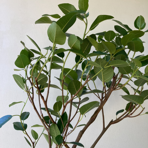 優しい感じの観葉植物「フィカス　ルビギノーサ」別名「フランスゴム」 8枚目の画像