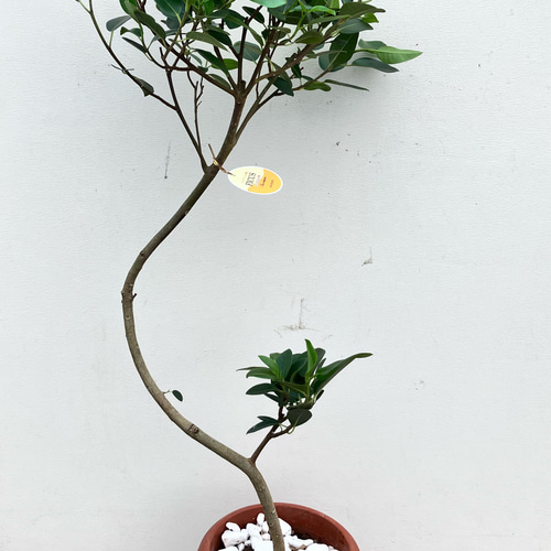 フランスゴム　白いセラアート鉢植え　フィカス ルビキノーサ　観葉植物 フランスゴム 白いセラアート鉢植え フィカス ルビキノーサ 観葉植物