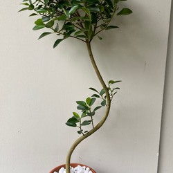 優しい感じの観葉植物「フィカス　ルビギノーサ」別名「フランスゴム」 1枚目の画像