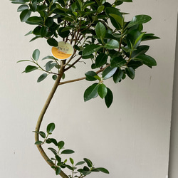 優しい感じの観葉植物「フィカス　ルビギノーサ」別名「フランスゴム」 2枚目の画像