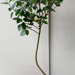 優しい感じの観葉植物「フィカス　ルビギノーサ」別名「フランスゴム」 4枚目の画像