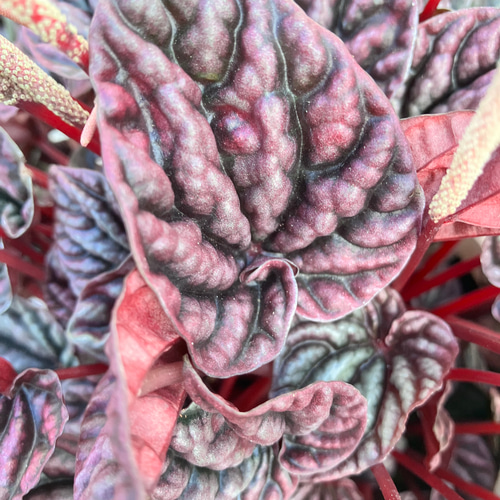 【tomato⚠追加】ハート♥型のツヤのある斑入り葉が魅力♪ペペロミア4号 tomato⚠追加】ハート♥型のツヤのある斑入り葉が魅力♪ペペロミア4号