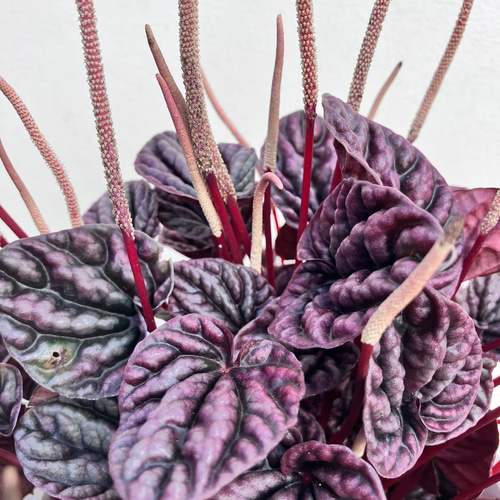 【tomato⚠追加】ハート♥型のツヤのある斑入り葉が魅力♪ペペロミア4号 tomato⚠追加】ハート♥型のツヤのある斑入り葉が魅力♪ペペロミア4号