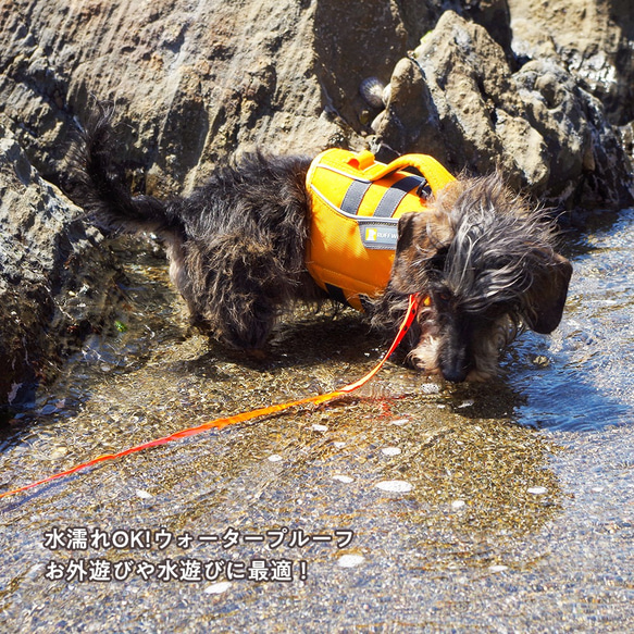 【SALE】超軽量 衛生的なWaterproof エアリースリム小型犬首輪 避妊去勢済表示 10枚目の画像