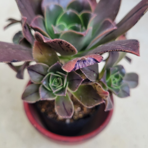 多肉植物❤アエオニウム❤レア❤ウルビカム❤抜き苗 その他インテリア 