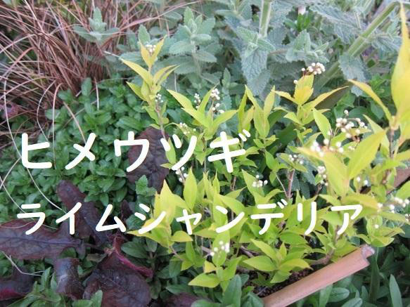 ヒメウツギ】根付き1苗 重