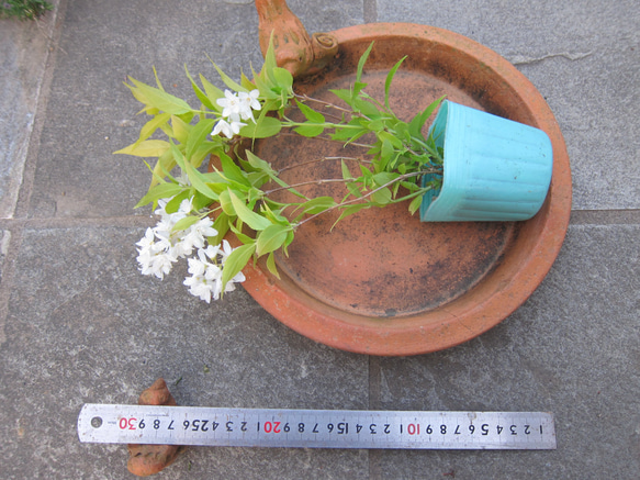 ヒメウツギ ライム シャンデリア　明るいイエローが半日陰に花を添えます　丈夫 5枚目の画像