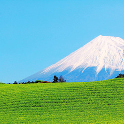 高級玉露 静岡産 １００g ×４袋セット、ポスト投函便　送料無料 5枚目の画像