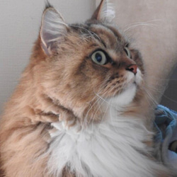 【オーダー例_ウーチャ君02】羊毛フェルト、猫ぬいぐるみ、フェルト猫、半立体肖像画、オーダーメイド 9枚目の画像