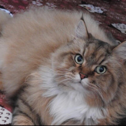 【オーダー例_ウーチャ君01】羊毛フェルト、猫ぬいぐるみ、フェルト猫、半立体肖像画、オーダーメイド 3枚目の画像