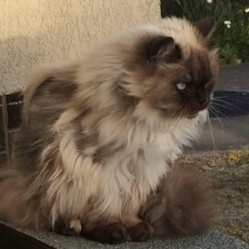 うちの子オーダー2025【オーダー例_ヒマラヤンのプリン君】羊毛