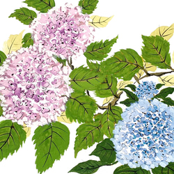 季節の手描き色紙　紫陽花 1枚目の画像