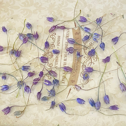 綺麗色素材❣️ブルーパヒュームパーツ販売❣️ハンドメイド花材ドライ  