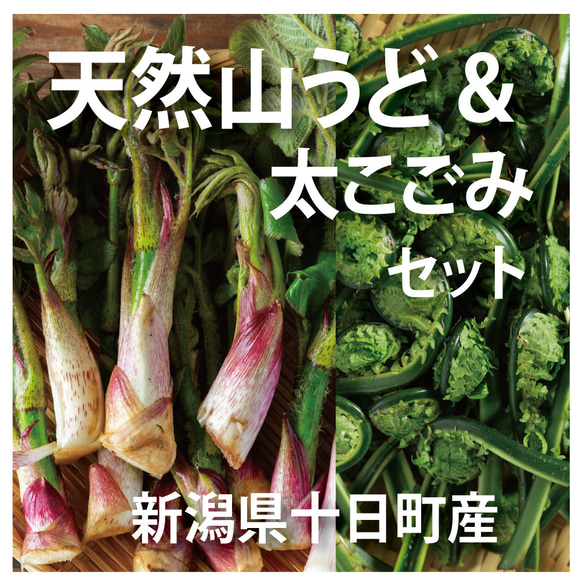 新潟産】天然山うど +太コゴミセット【安心のクール便】 野菜 着る山菜