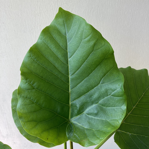 ハート形の葉が大人気「フィカス ウンベラータ」 アートフラワー bloom