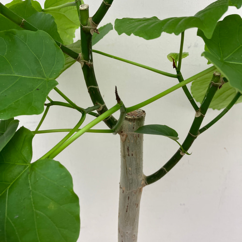 ハート形の葉が大人気「フィカス ウンベラータ」 アートフラワー bloom