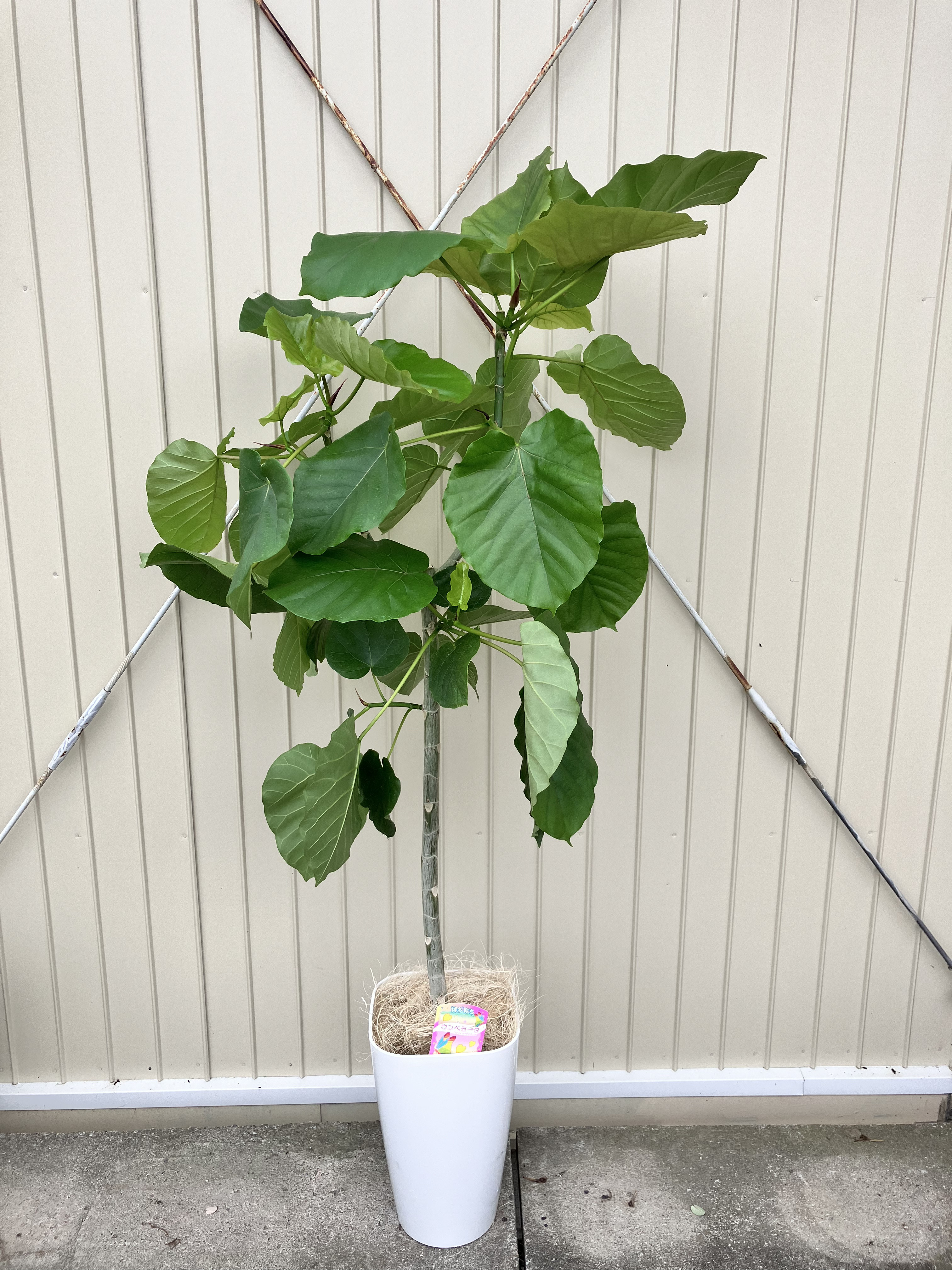 ハート形の葉が大人気「フィカス　ウンベラータ」